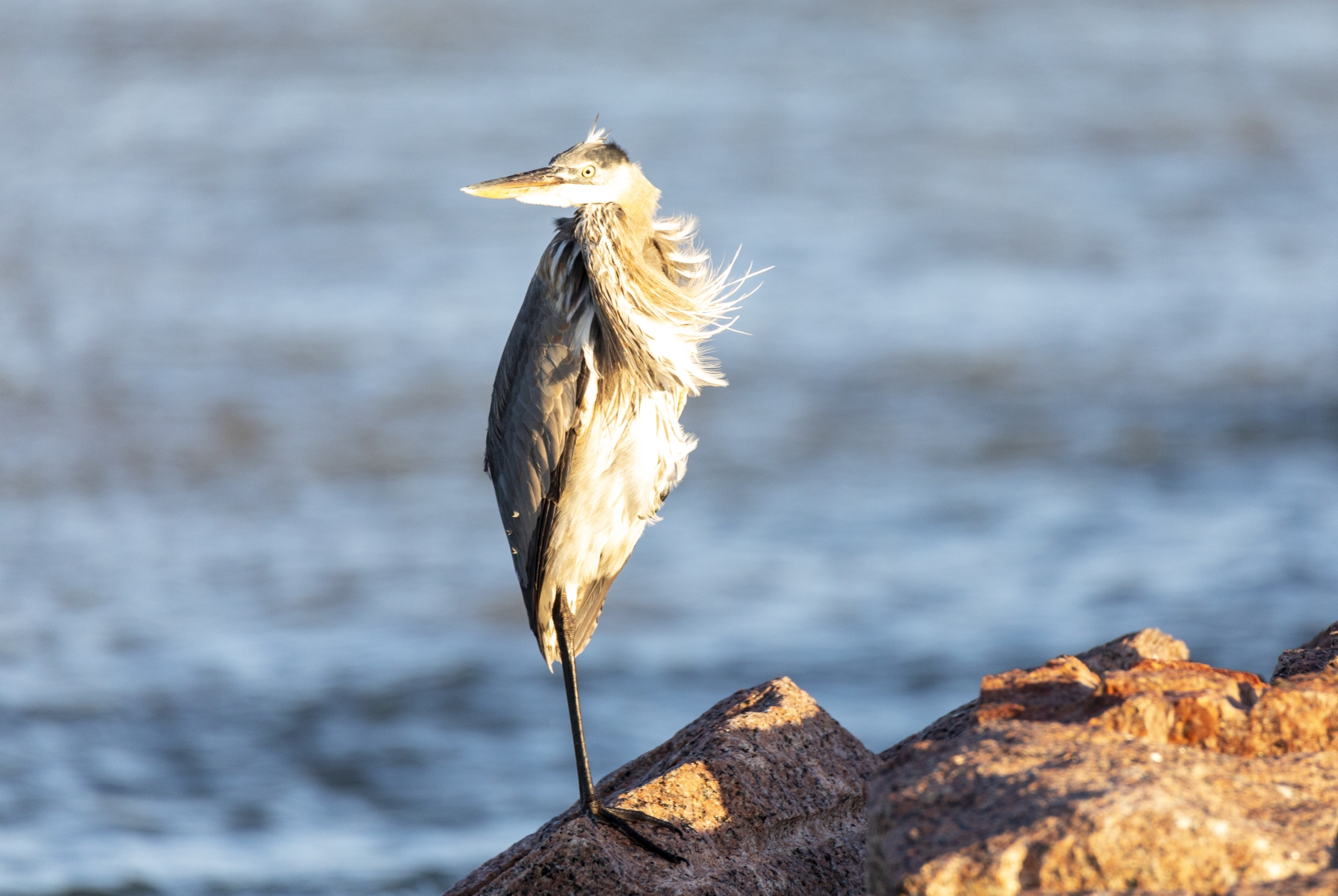 Grey Heron Port Aransas Dec 2023